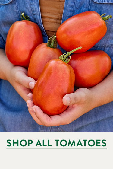 Tomato Plants