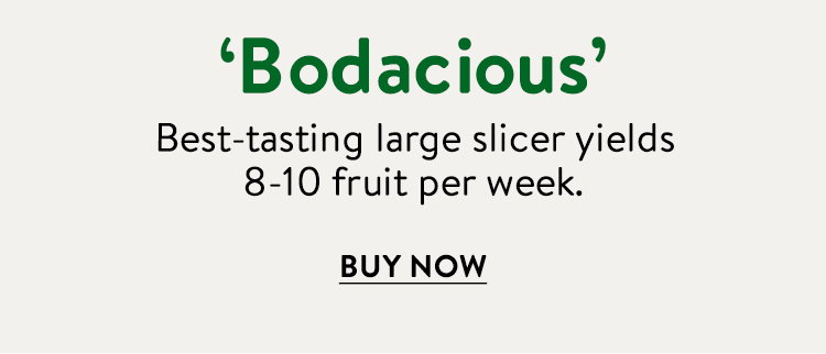 Bodacious, Tomato
