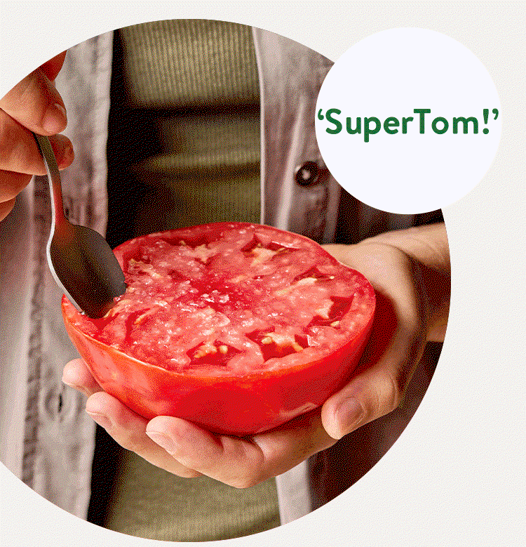 SuperTom! Tomato Seeds & Plant