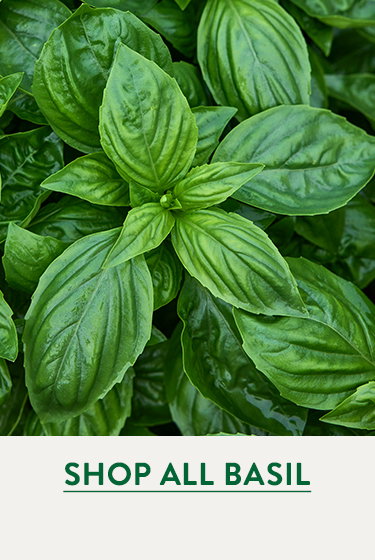 Basil Seed and Plants