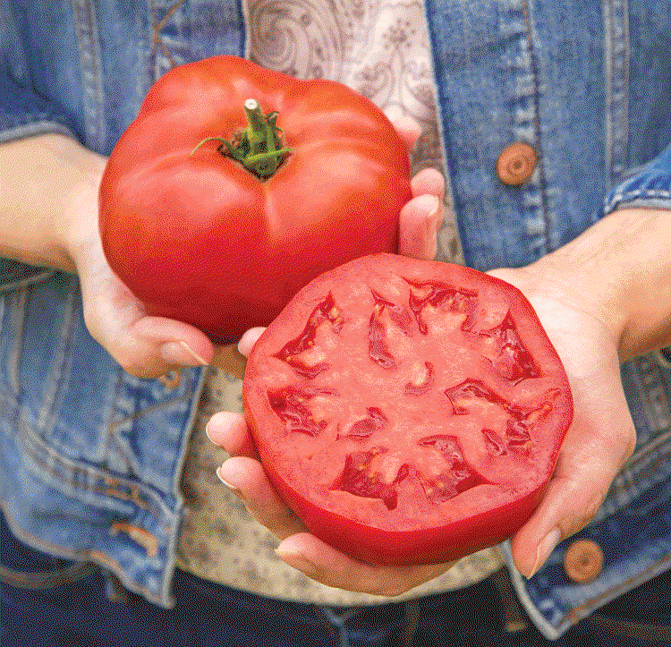 Bodacious, Tomato