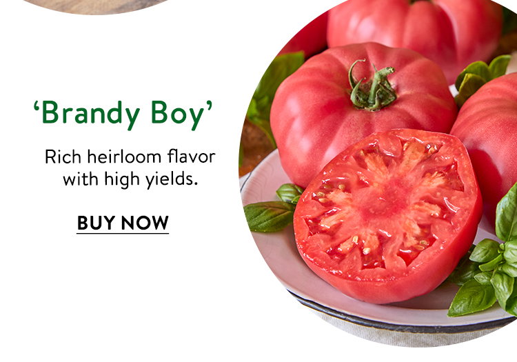 Brandy Boy, Tomato
