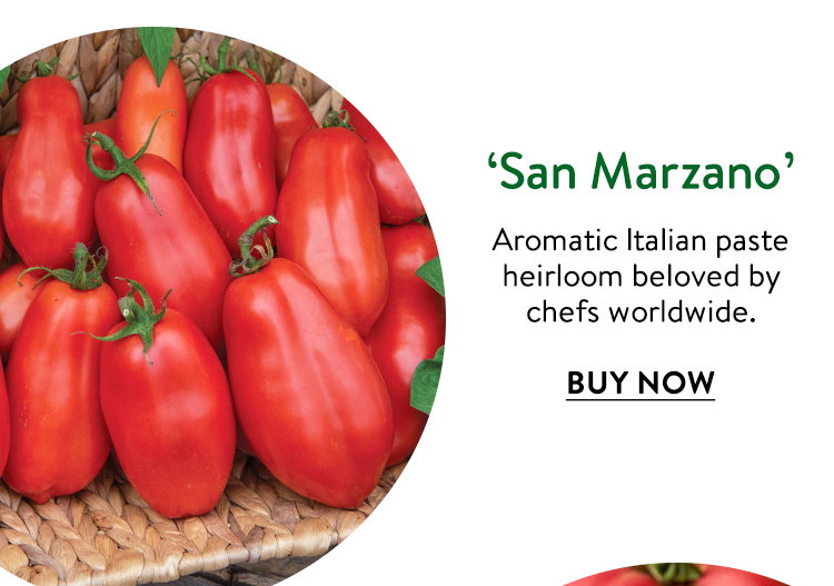 San Marzano Tomato Seeds & Plant