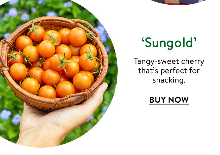 Sungold Tomato Seeds & Plant