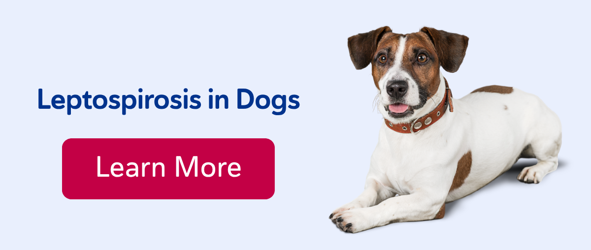 Leptospirosis in Dogs