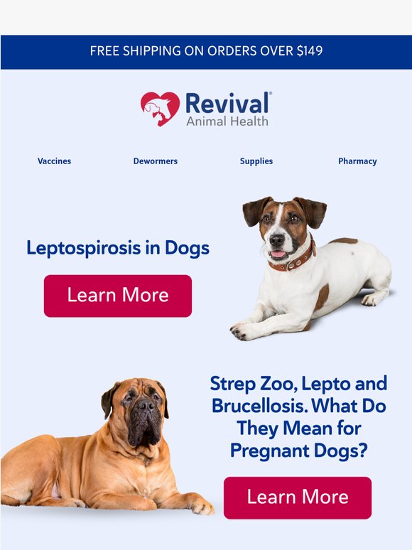 Understanding Lepto in Breeding Dogs
