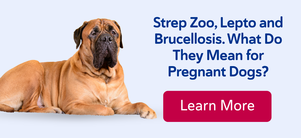 Strep Zoo, Lepto and Brucellosis. What Do They Mean for Pregnant Dogs?