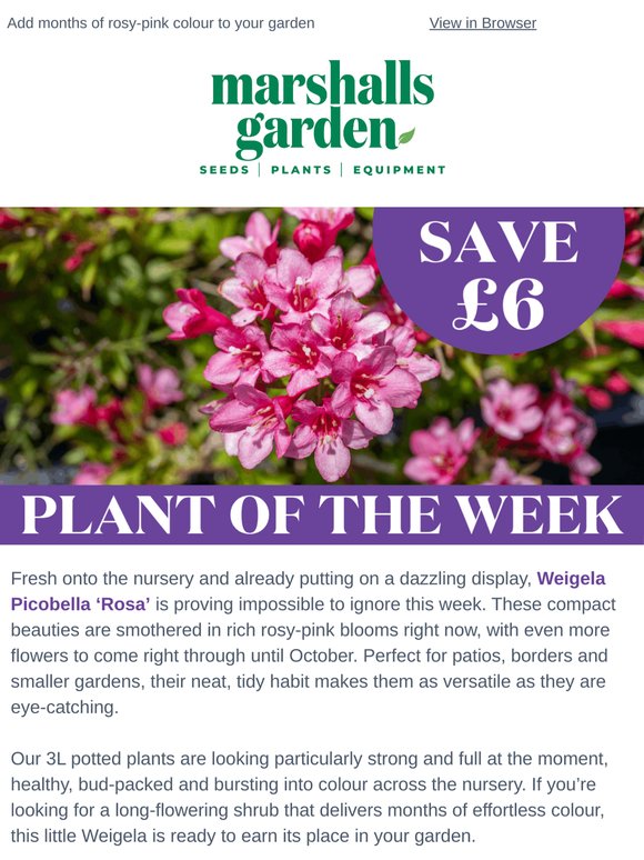 Plant of the Week: Picobella ‘Rosa’ is bursting into bloom