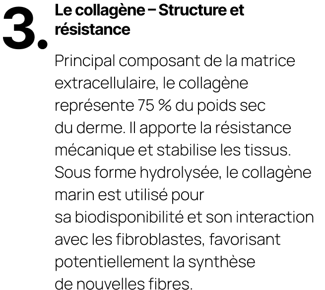 Le collagène