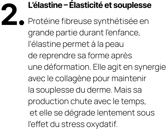 L'élastine