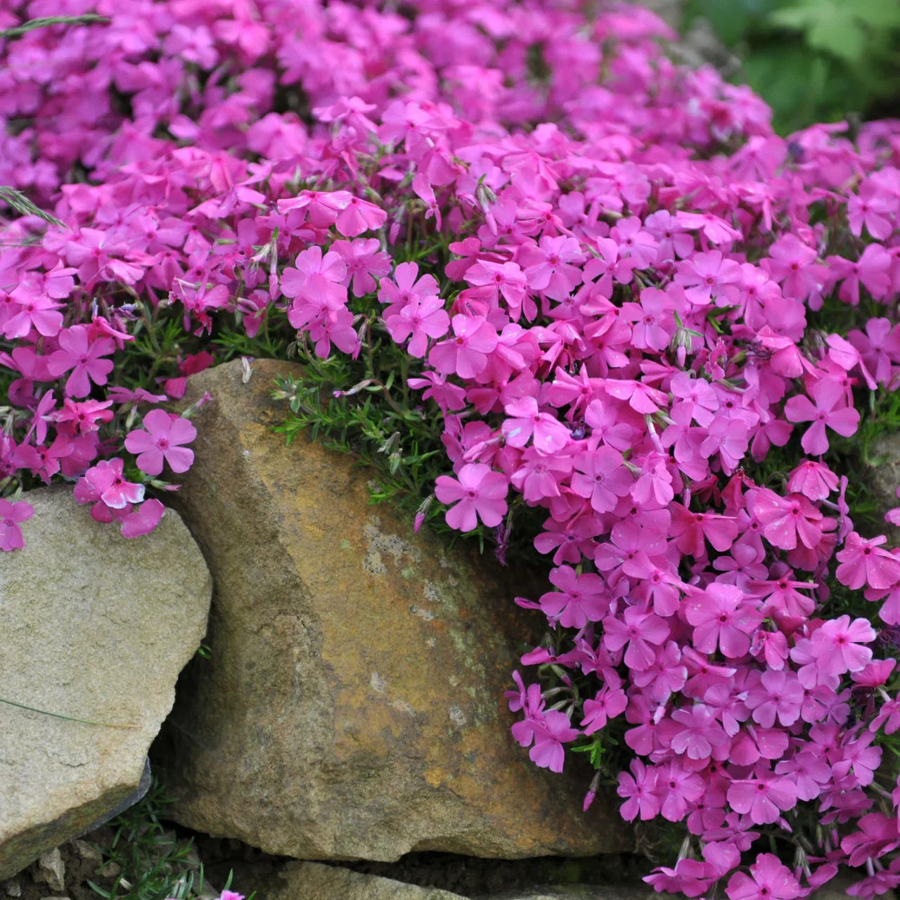Image of 15 Ground Cover Favorites