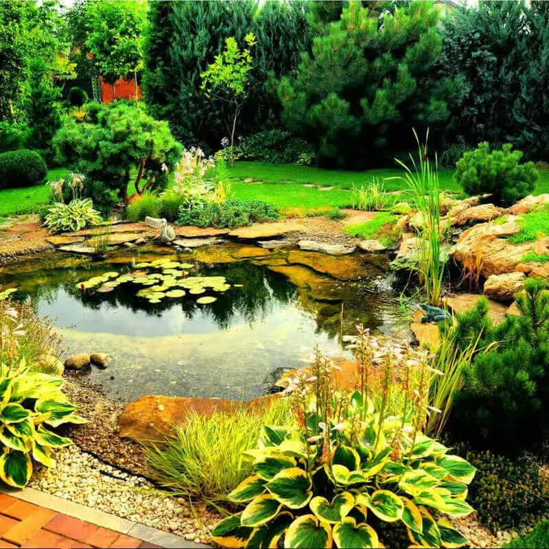 Image of 10 Water Garden Plants