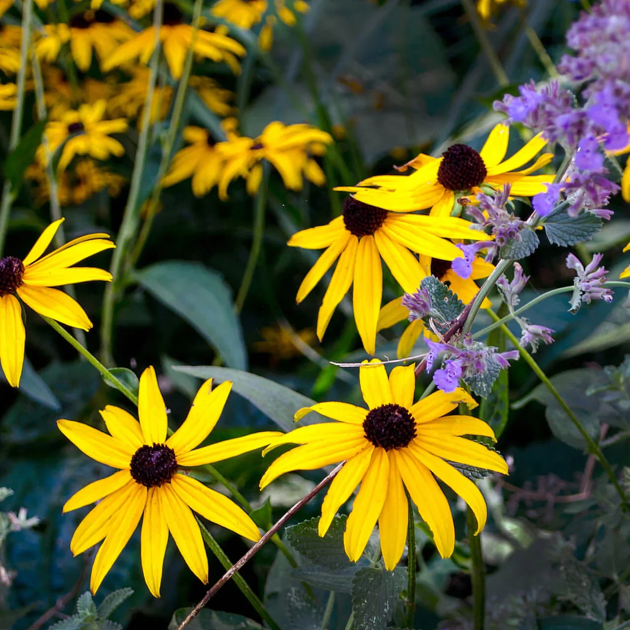 Image of 10 Purple & Gold Plants