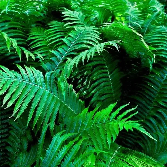 Image of Shade Ferns Pack of 10 Plants
