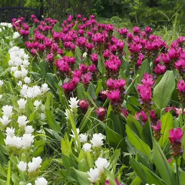 Image of Perennial Plants Package - 10 Plants
