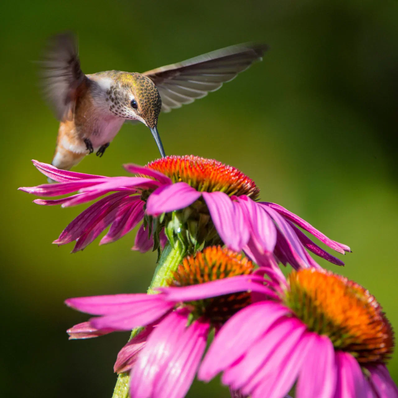 Image of 10 Hummingbird Plants