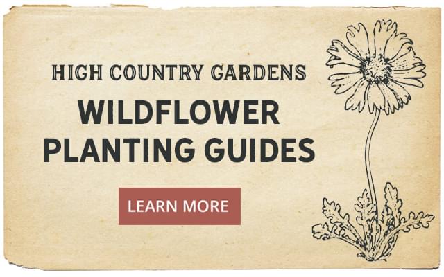 Wildflower Planting guide