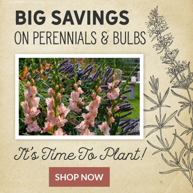 Big savings on perennials & bulbs