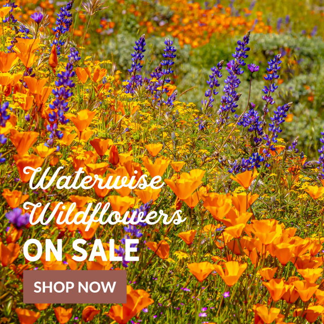 CA Poppy and Lupine