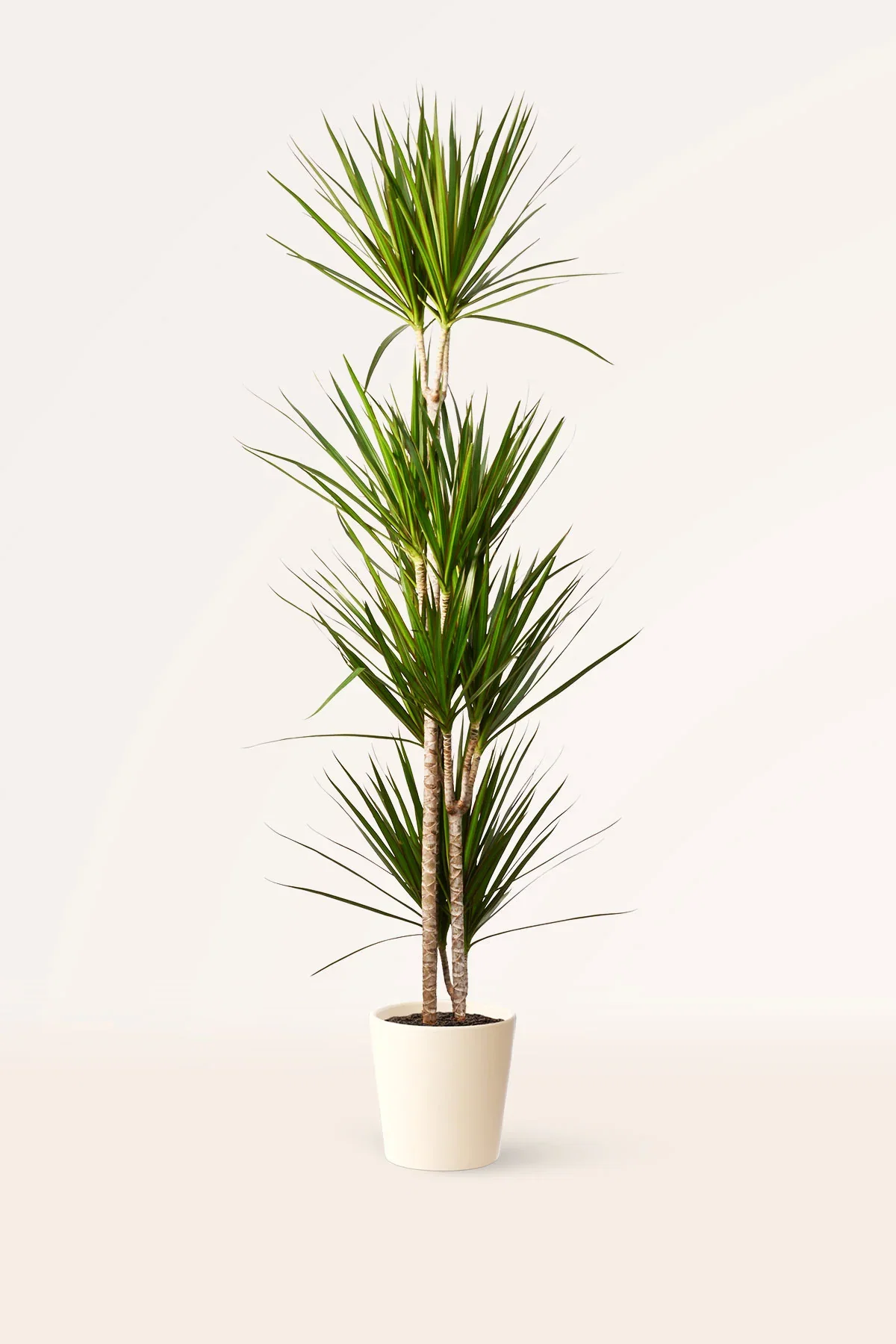 Image of Dracaena