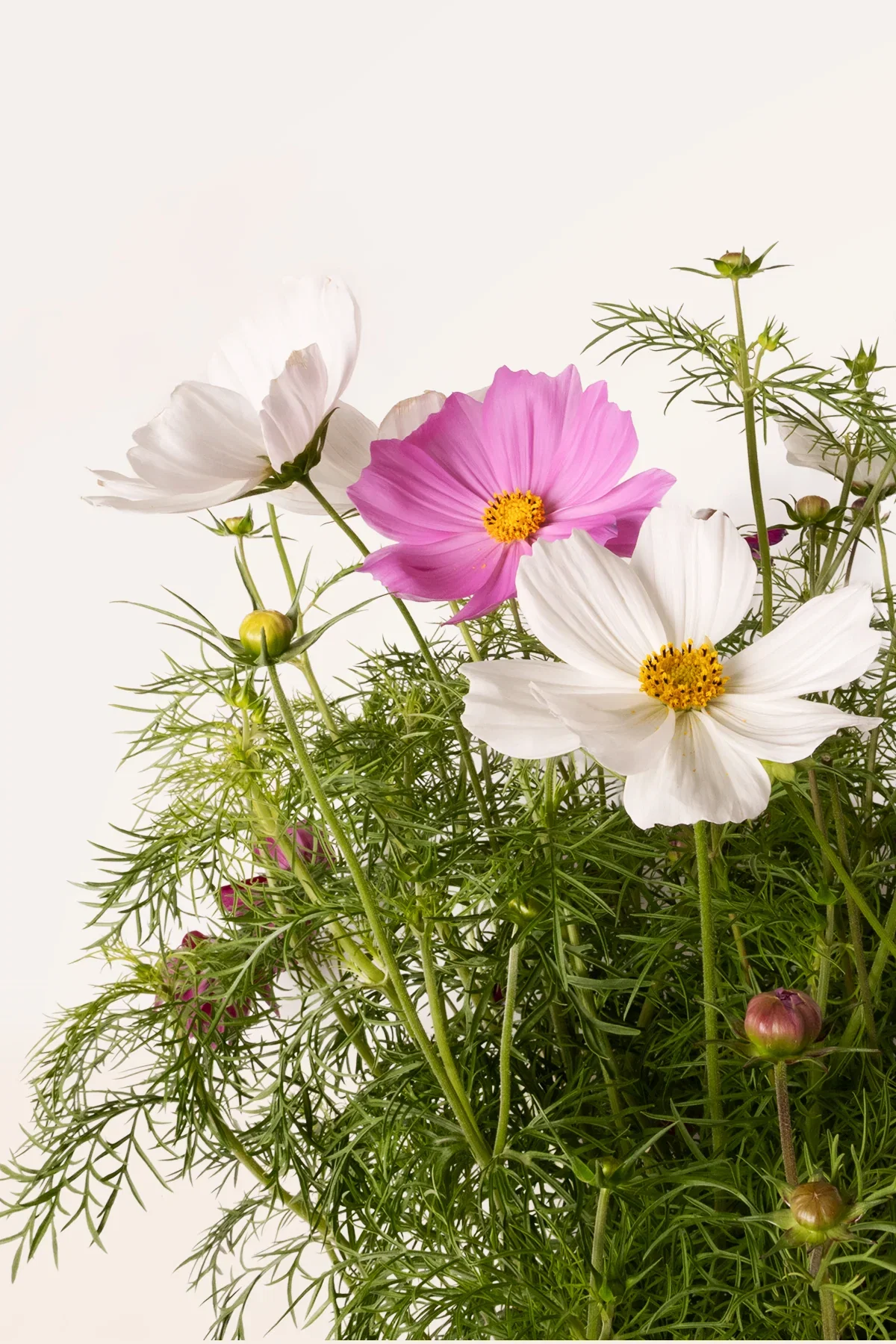 Image of Cosmos