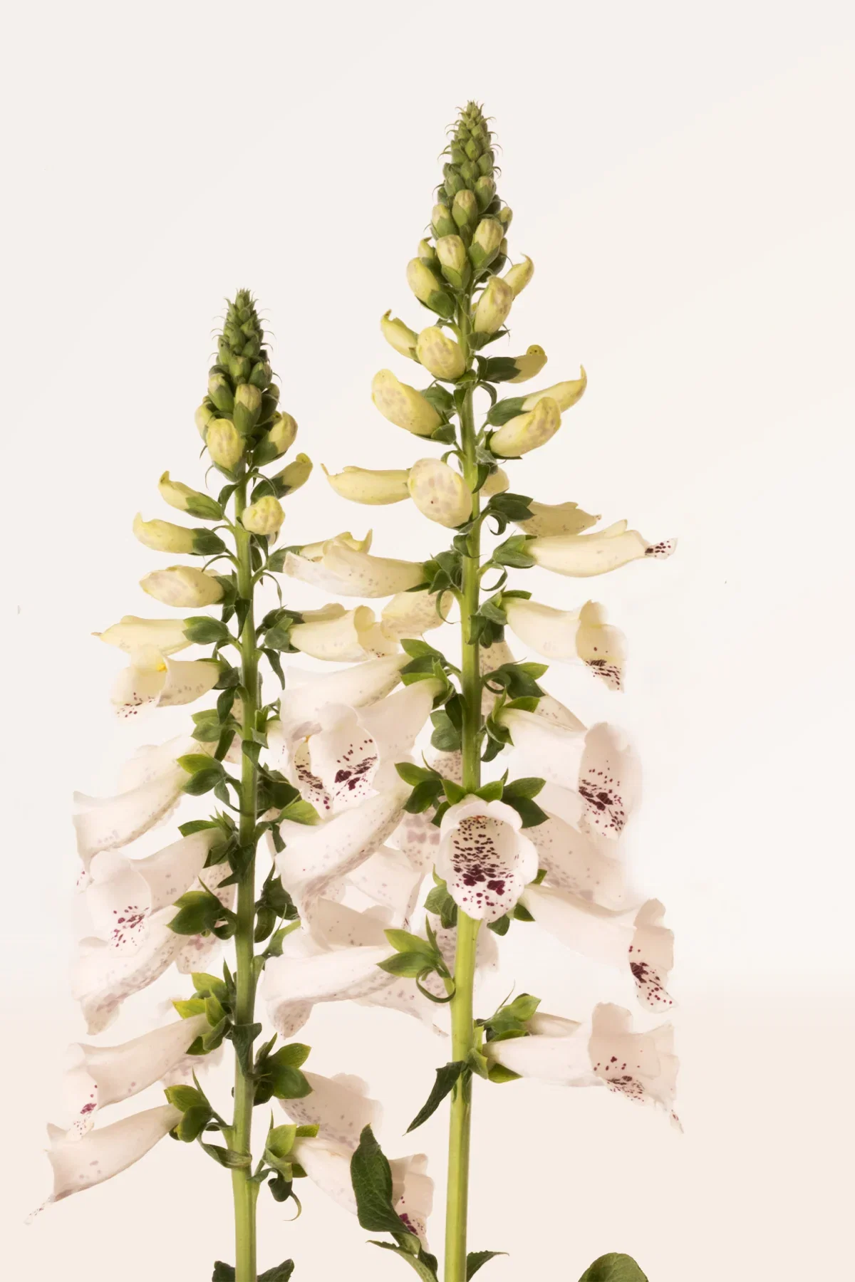 Image of Digitalis