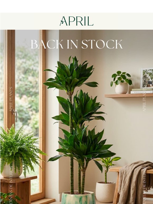 BACK IN STOCK 🌿 La Dracaena Janet Craig ya está aquí