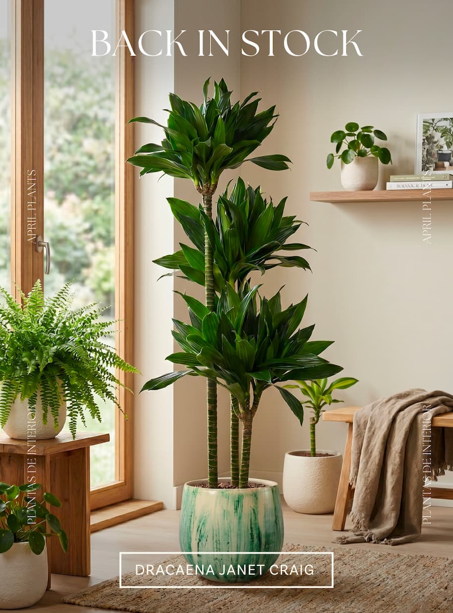 Flash Sale interior
