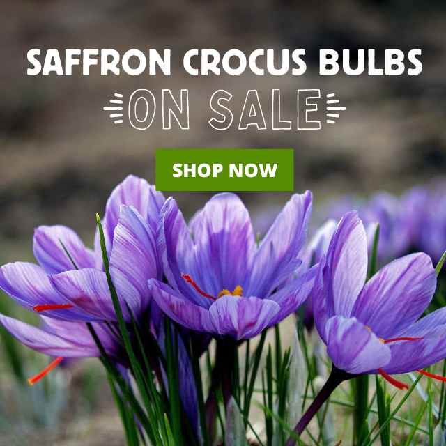 saffron crocus
