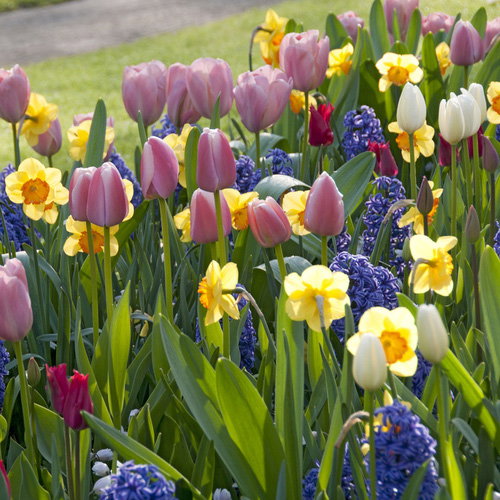 Tulips, Daffodils, Hyacinth