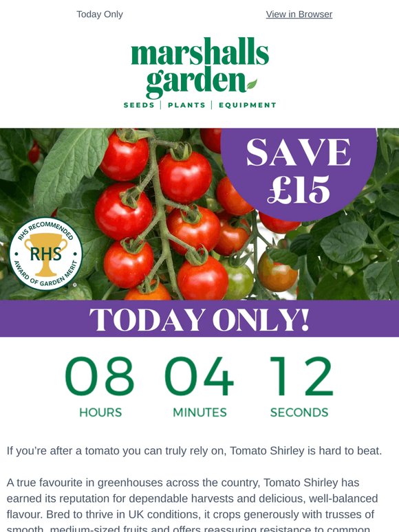 Get 6 Potted Tomatoes for Less Than Half Price
