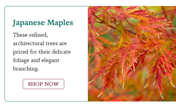 Japanese Maples