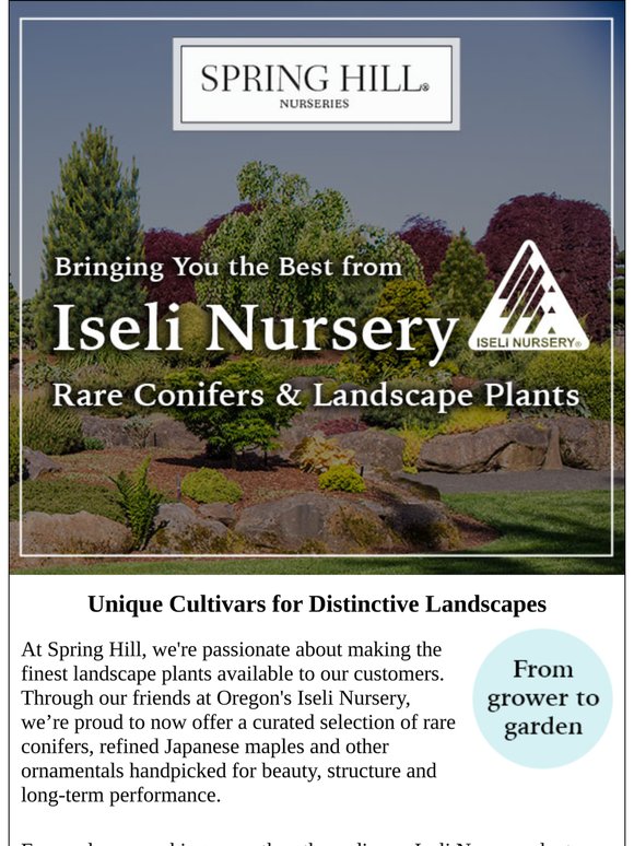 Rare Conifers, Japanese Maples & Collector-Worthy Trees