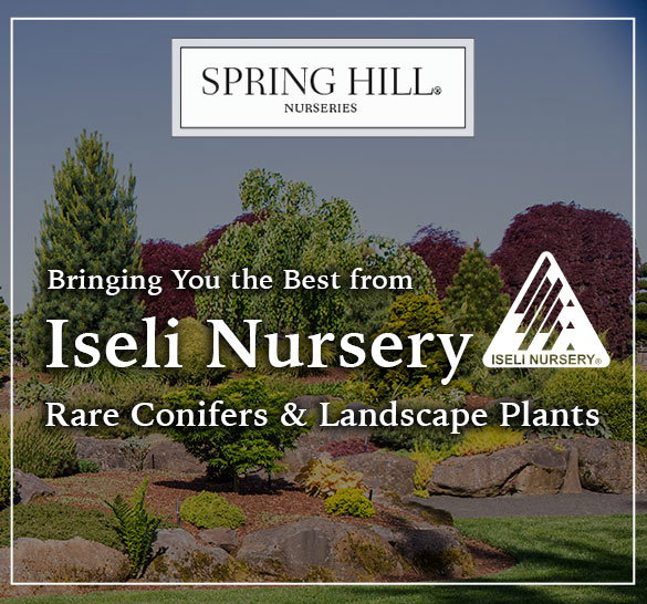 Iseli Nursery Conifers & More