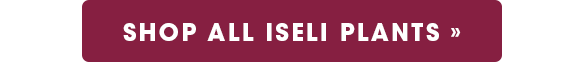 Shop All Iseli Plants