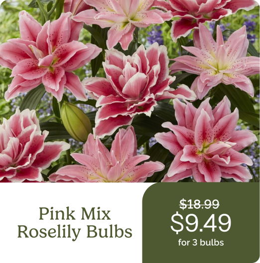 Pink Mix Roselily Bulbs