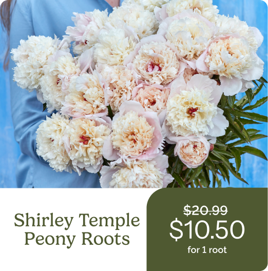 Shirley Temple Peony Roots