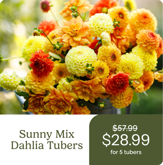 Sunny Mix Dahlia Tubers