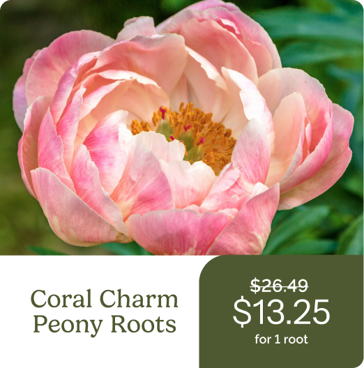 Coral Charm Peony Roots