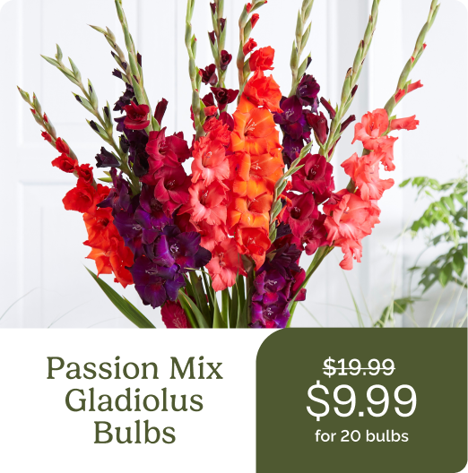 Passion Mix Gladiolus Bulbs