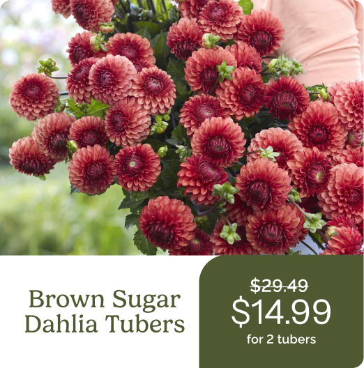 Brown Sugar Dahlia Tubers