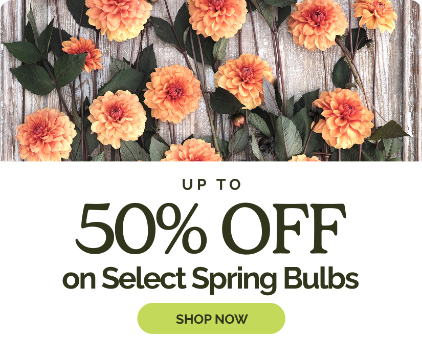 Up to 50% off on Select Spring Bulbs - SHOP NOW