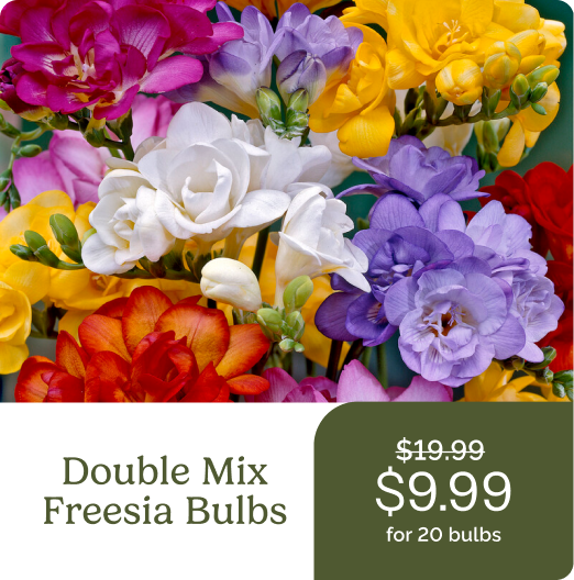 Double Mix Freesia Bulbs