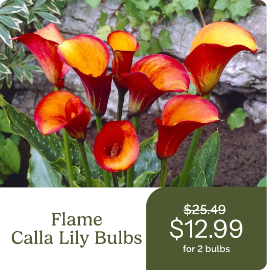 Flame Calla Lily Bulbs