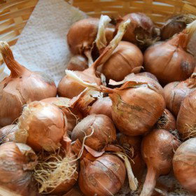 Cebula dymka szalotka Golden Gourmet 0,25kg