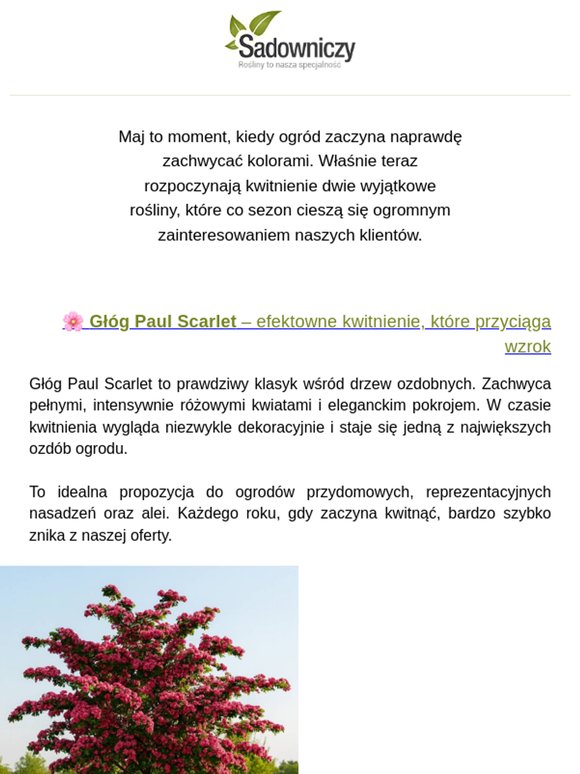 🌸 Ogrodowe hity maja – Głóg Paul Scarlet i migdałek różowy z rabatem 15%