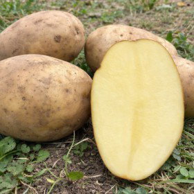 Ziemniaki Owacja 1kg