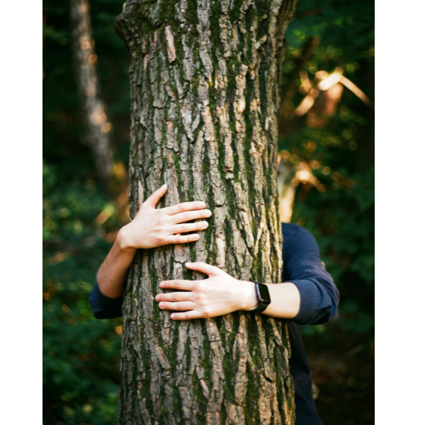 trees