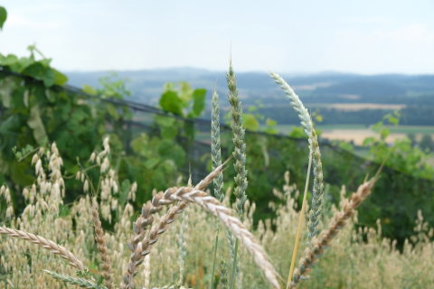 Bild Weinberg im Weingut Lenz