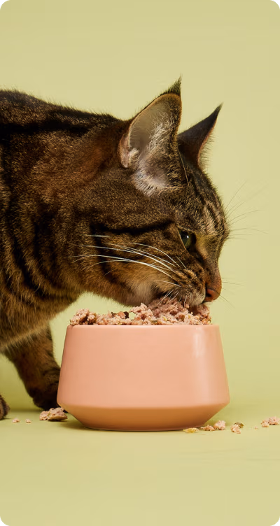 Tabby cat eating Smalls food from a pink bowl.